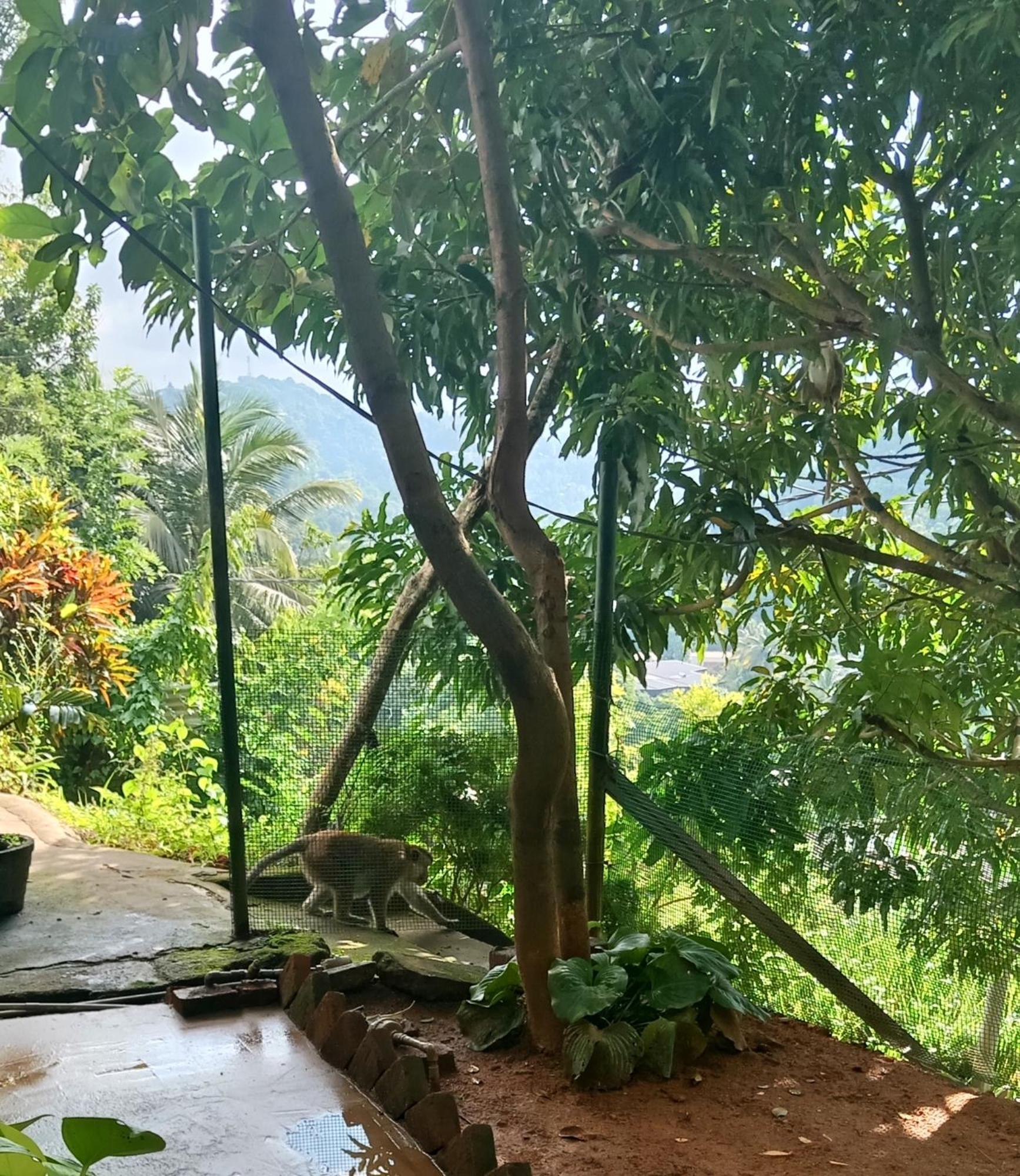 Fly Infinity - Home Stay Kandy Eksteriør bilde